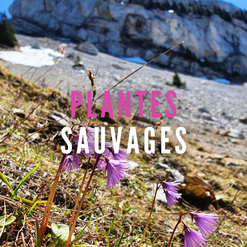 Randonnée autour de la flore de saison
