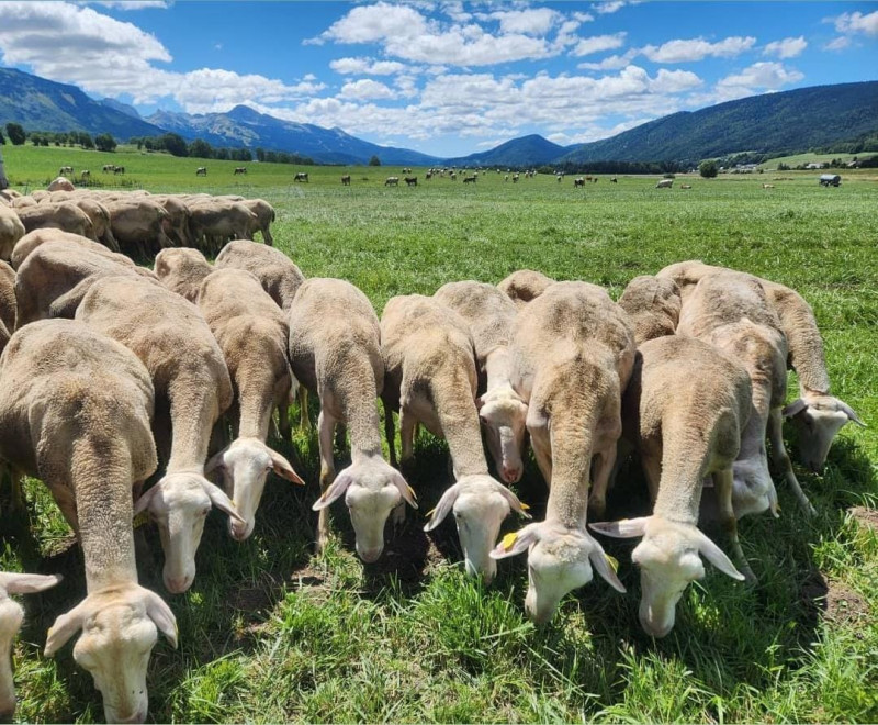 Nos Lacaune au pâturage dans le val de Lans
