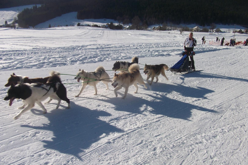 Course de chiens de traineau 03/2022