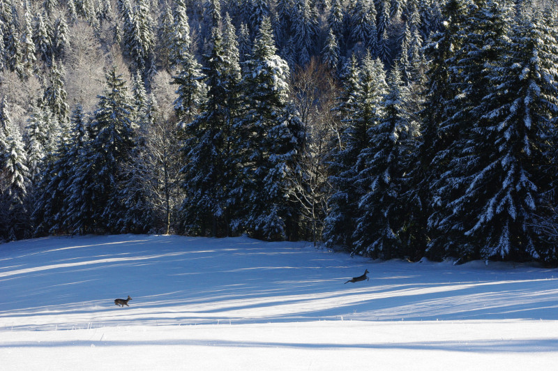 Chevreuils - © Mairie d'Autrans Méaudre en Vercors Chevreuils