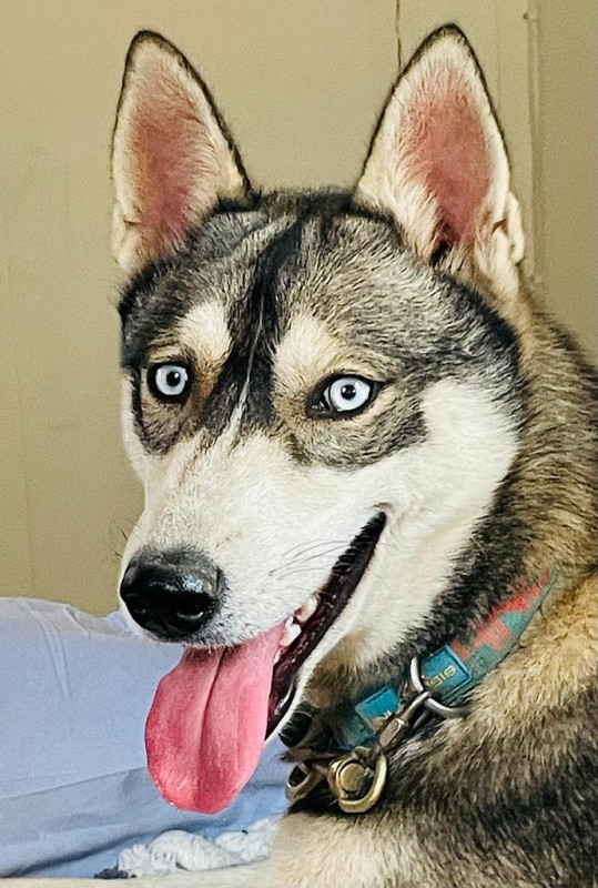 WhatsApp Image 2023-11-23 à 15.11.29_56b70463.jpg - © Rêve Arctic WhatsApp Image 2023-11-23 à 15.11.29_56b70463.jpg