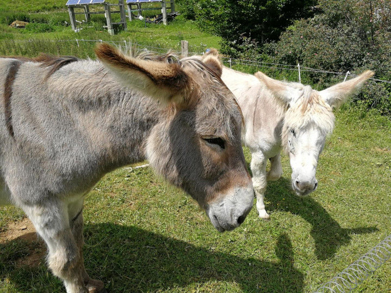 Balade avec les ânes - Eté 2022