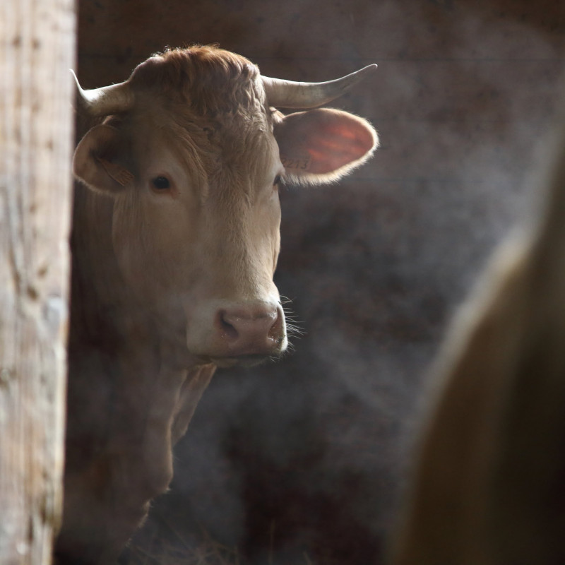 ferme_des_colibris.jpg - © Ferme des Colibris ferme_des_colibris.jpg