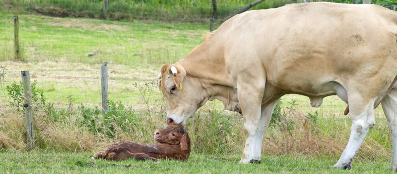 bagnere_vache_et_son_veau.jpg - © Ferme des Colibris bagnere_vache_et_son_veau.jpg
