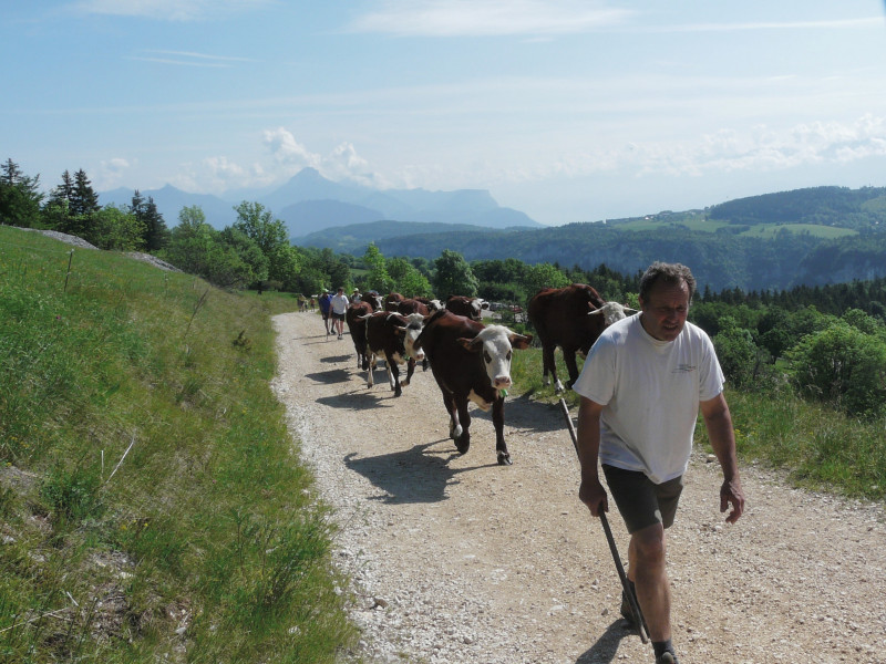 Vaches en transhumance