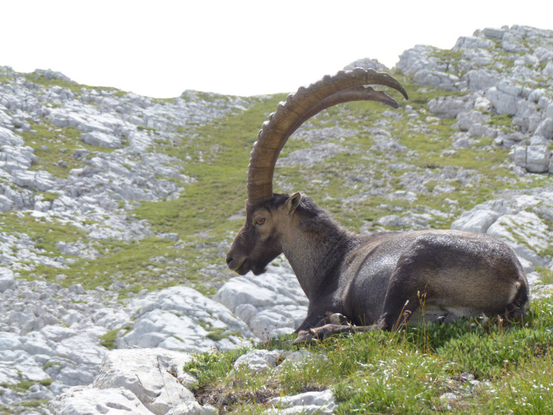 Bouquetin Bouquetin