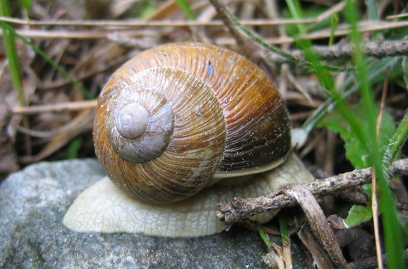 Escargot du Vercors