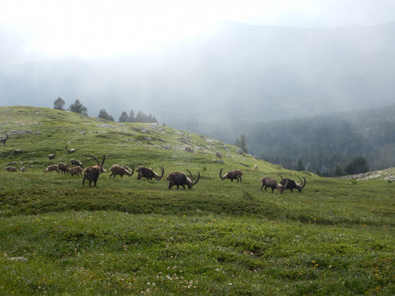 Bouquetins Bouquetins