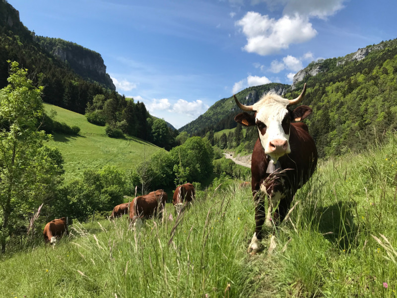 Vaches