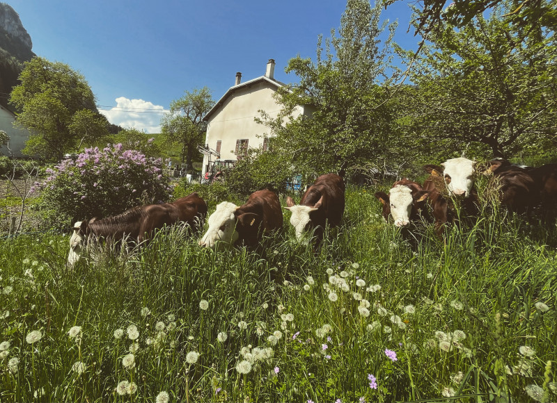 Vaches dans le pré Vaches dans le pré