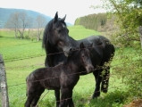 elevage de chevaux Mérens