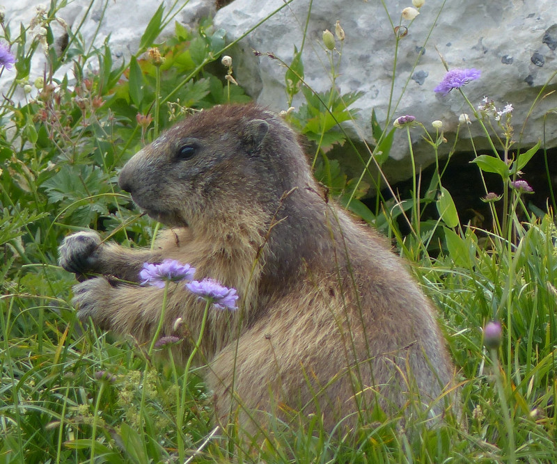 Marmotte - © P. Maret Marmotte