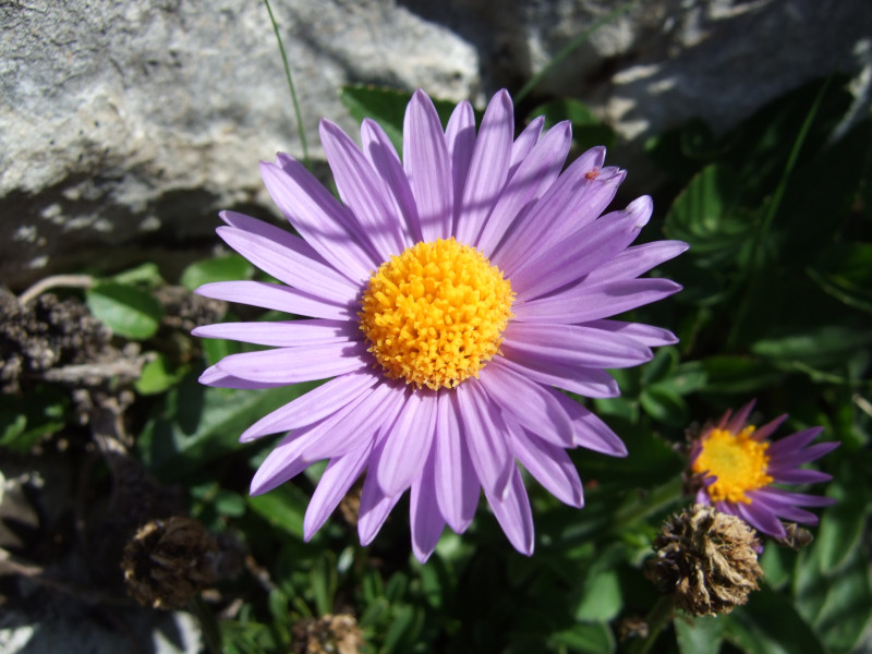 Aster des Alpes - © P. Maret Aster des Alpes