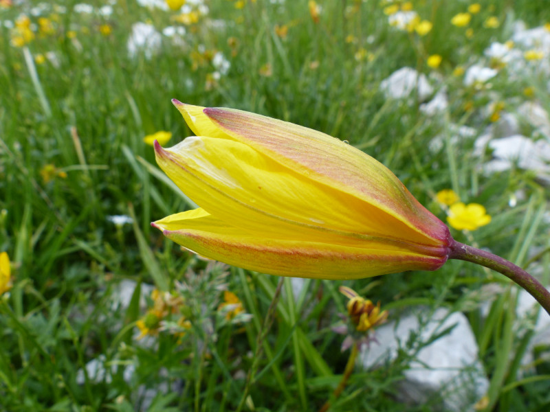 Tulipe sauvage - © P. Maret Tulipe sauvage