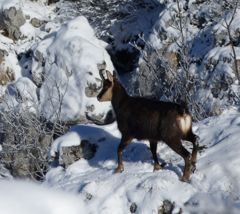 Chamois - © P. Maret Chamois