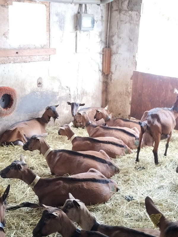 Les chèvres au repos Les chèvres au repos