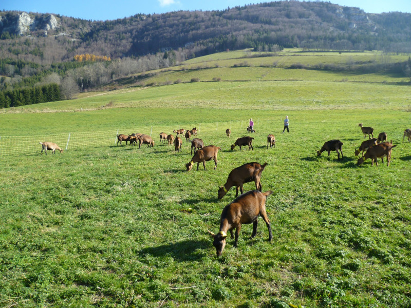 Chèvres dans le pré - © Ferme du Pic Saint Michel Chèvres dans le pré