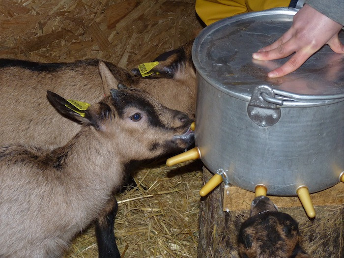 ferme_du_pic_st_michel4.jpg - © Ferme du Pic Saint Michel ferme_du_pic_st_michel4.jpg