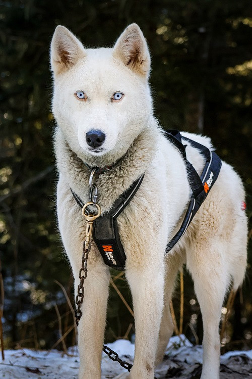 chien