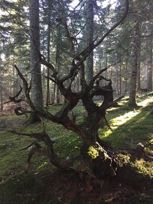 Mystères des forêts