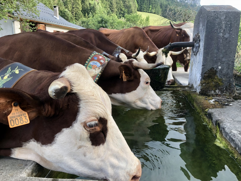 Vaches à l'abreuvoir