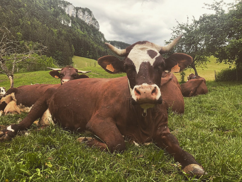 Vache