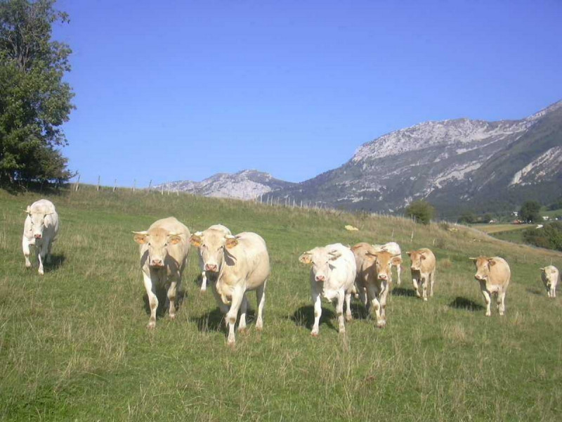 vaches.jpg vaches.jpg