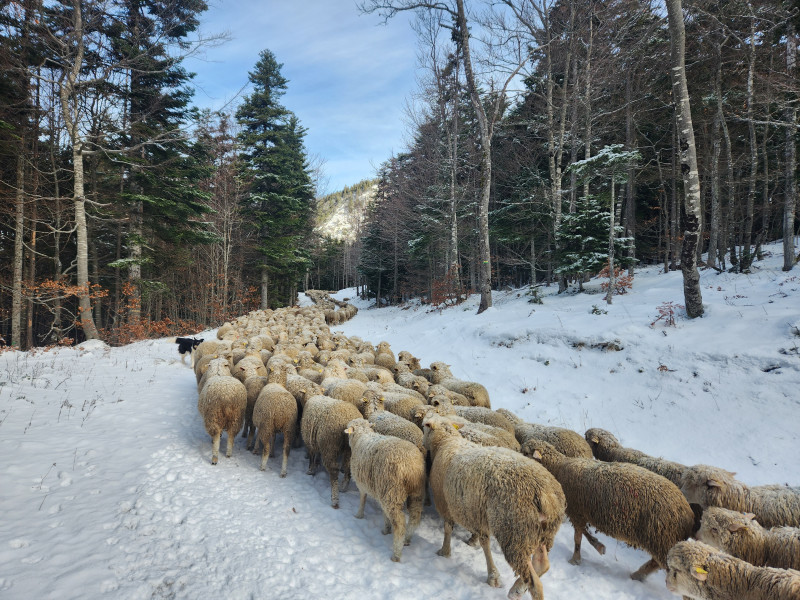 Retour au bergeries pour l'hiver ! - © France Continentale Retour au bergeries pour l'hiver !