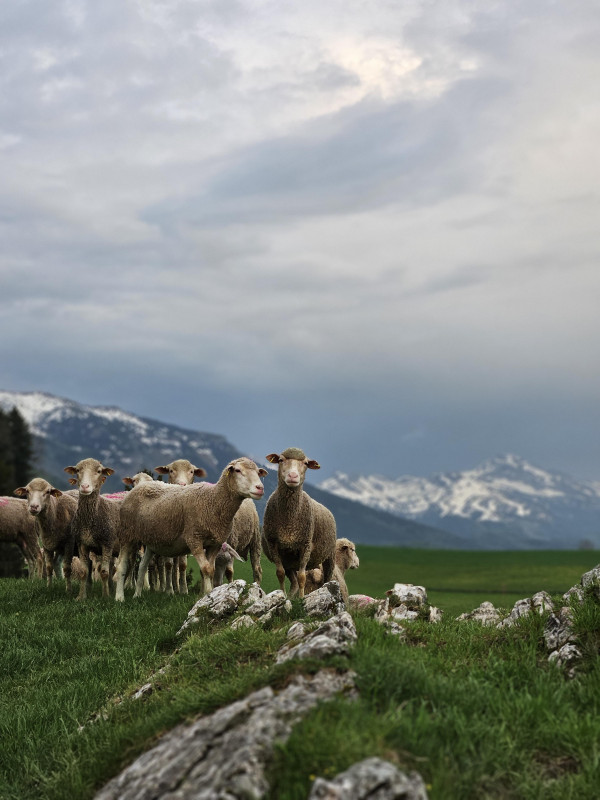 Nos brebis Mérinos Nos brebis Mérinos