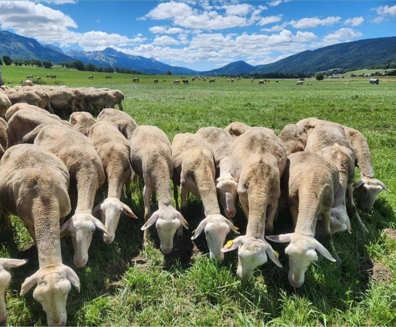 Nos Lacaune au pâturage dans le val de Lans Nos Lacaune au pâturage dans le val de Lans