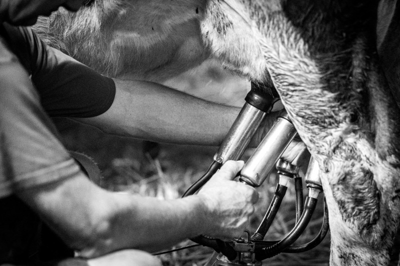 Traite - © Pascal Lepine Traite