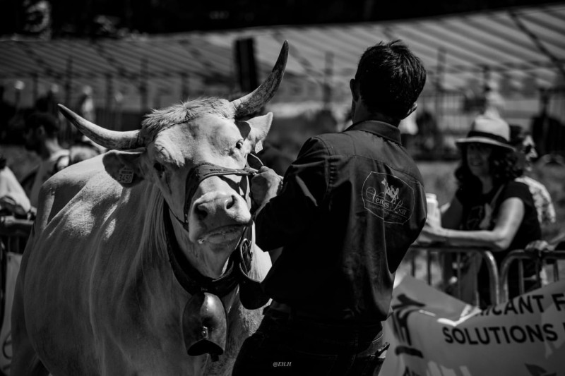 Concours agricole