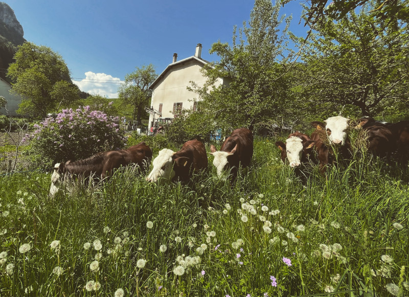Vaches dans le pré