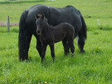 Chevaux Merens