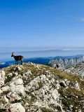 Vercors