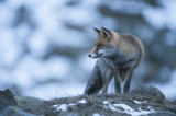 Renard