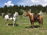 Chevaux prêts à partir en randonnée