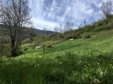Chevaux en pâturage