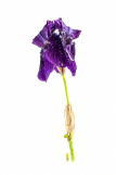 Photo Iris violette de JM Désiron_Lans-en-Vercors