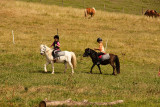 Animation poneys à Gève