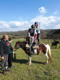 Animation poneys à Gève