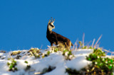 Chamois