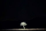 Photo Arbre de Nuit - Exposition photographique de Hervé Schneider_Lans-en-Vercors