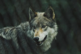 loup