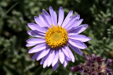 Aster alpinus