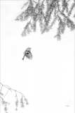 Photographie de Roitelet en noir et blanc