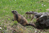 Traces et indices de la faune de montagne_Autrans-Méaudre en Vercors