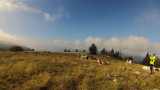 Troupeau dans le Vercors