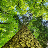 bainforet.jpg