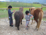 Balade à poneys avec le Haras du Vercors_Lans-en-Vercors